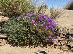 Astragalus humillimus