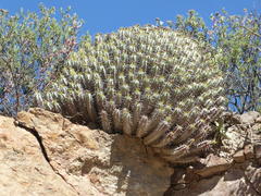 Euphorbia heptagona