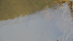 Channa striata
