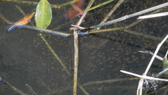 Channa striata