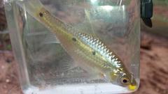 Enteromius trimaculatus