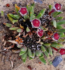 Acrodon bellidiflorus