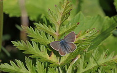 Aricia nicias