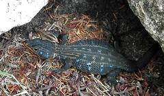 Ninurta coeruleopunctatus