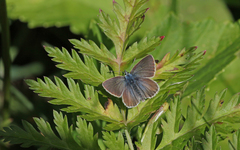 Aricia nicias