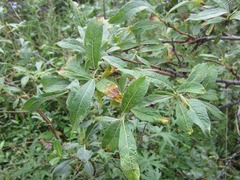 Salix alaxensis