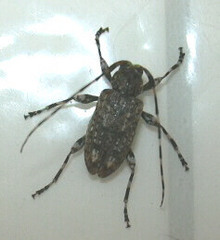 Astyleiopus variegatus