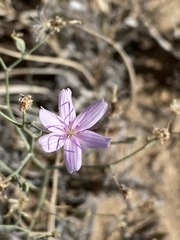 Lygodesmia grandiflora