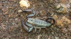 Hadogenes troglodytes