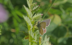 Aricia nicias