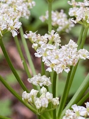 Ligusticum porteri
