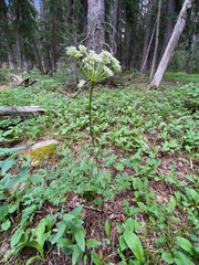 Ligusticum porteri