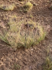 Muhlenbergia pungens