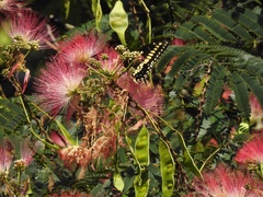 Papilio polyxenes