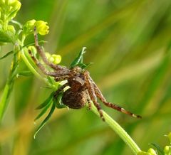 Xysticus