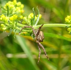 Xysticus