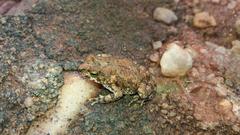 Poyntonophrynus fenoulheti