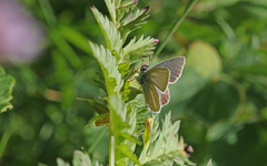 Aricia nicias