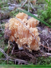 Ramaria flavescens