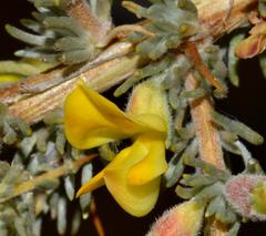 Aspalathus acanthophylla