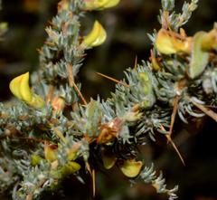 Aspalathus acanthophylla