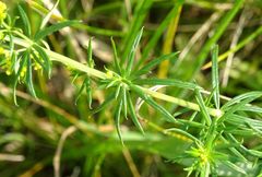 Galium verum