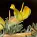 Aspalathus acanthophylla - Photo (c) Rolf Theodor Borlinghaus, μερικά δικαιώματα διατηρούνται (CC BY-NC), uploaded by Rolf Theodor Borlinghaus