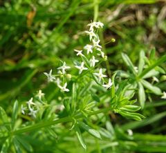 Galium mollugo