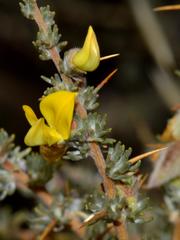 Aspalathus acanthophylla