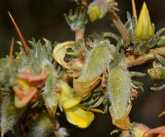 Aspalathus acanthophylla