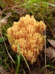 Ramaria flavescens