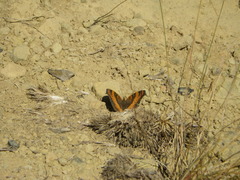 Precis ceryne ceryne