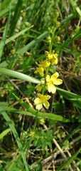 Agrimonia eupatoria
