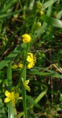 Agrimonia eupatoria