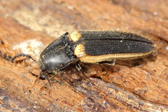 Ampedus oblessus