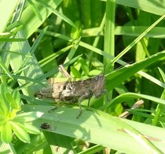 Chorthippus dorsatus