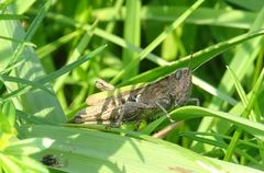 Chorthippus dorsatus