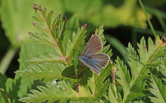 Aricia nicias