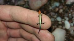 Panaspis wahlbergii