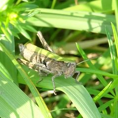 Chorthippus dorsatus