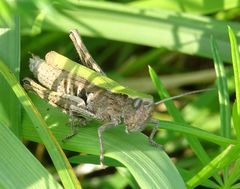 Chorthippus dorsatus