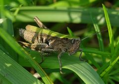 Chorthippus dorsatus