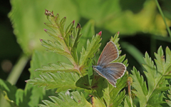 Aricia nicias