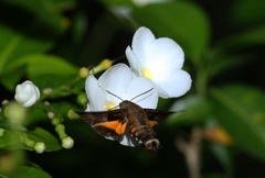 Macroglossum divergens