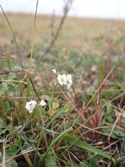 Dontostemon pinnatifidus