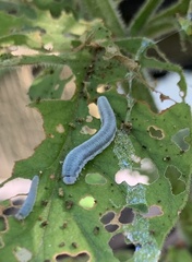 Monostegia abdominalis