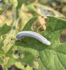 Monostegia abdominalis