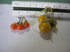 Solanum tomentosum tomentosum