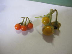 Solanum tomentosum tomentosum