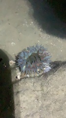 Bunodosoma cavernatum